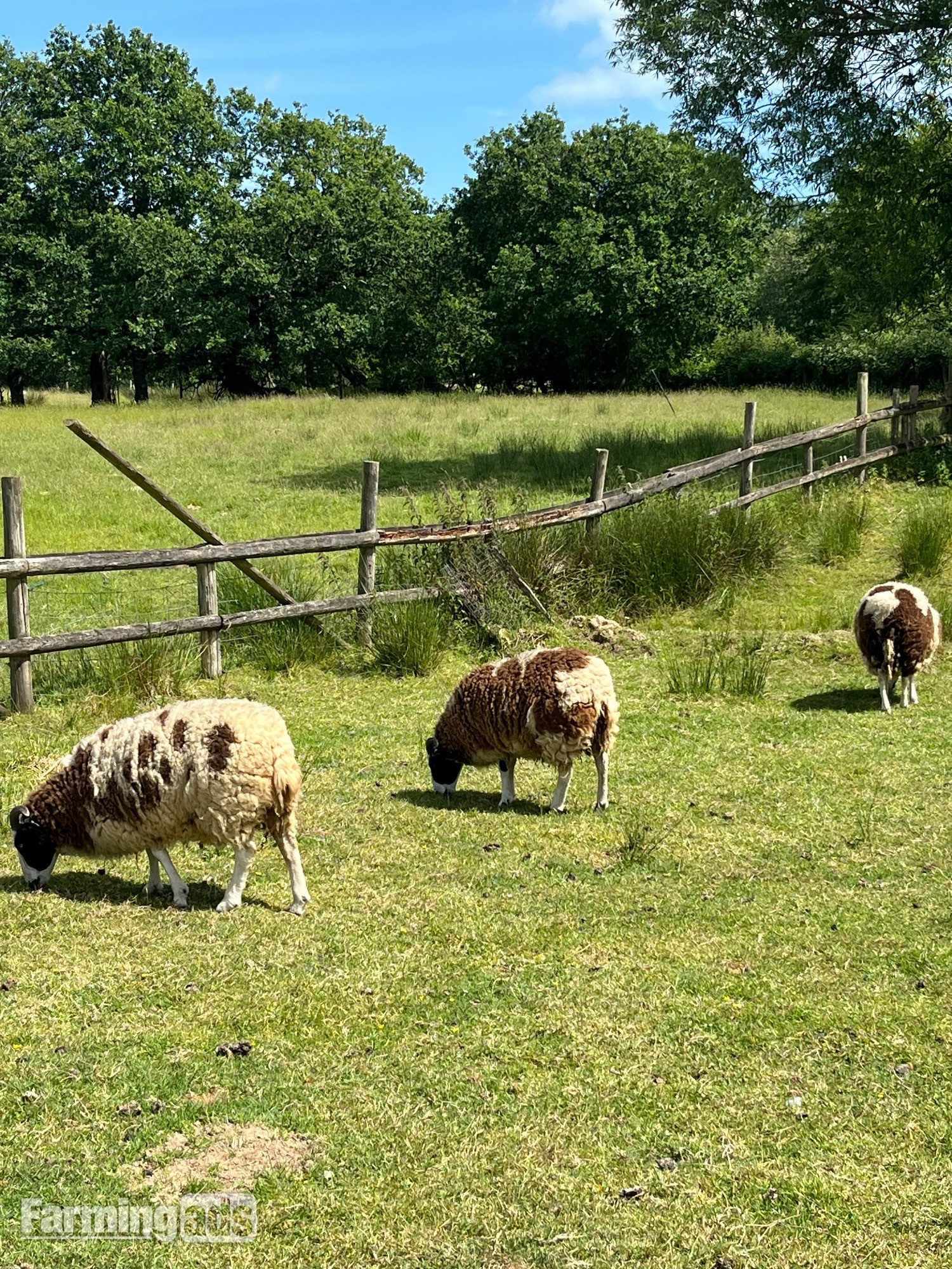 3 -4 Jacob ewes