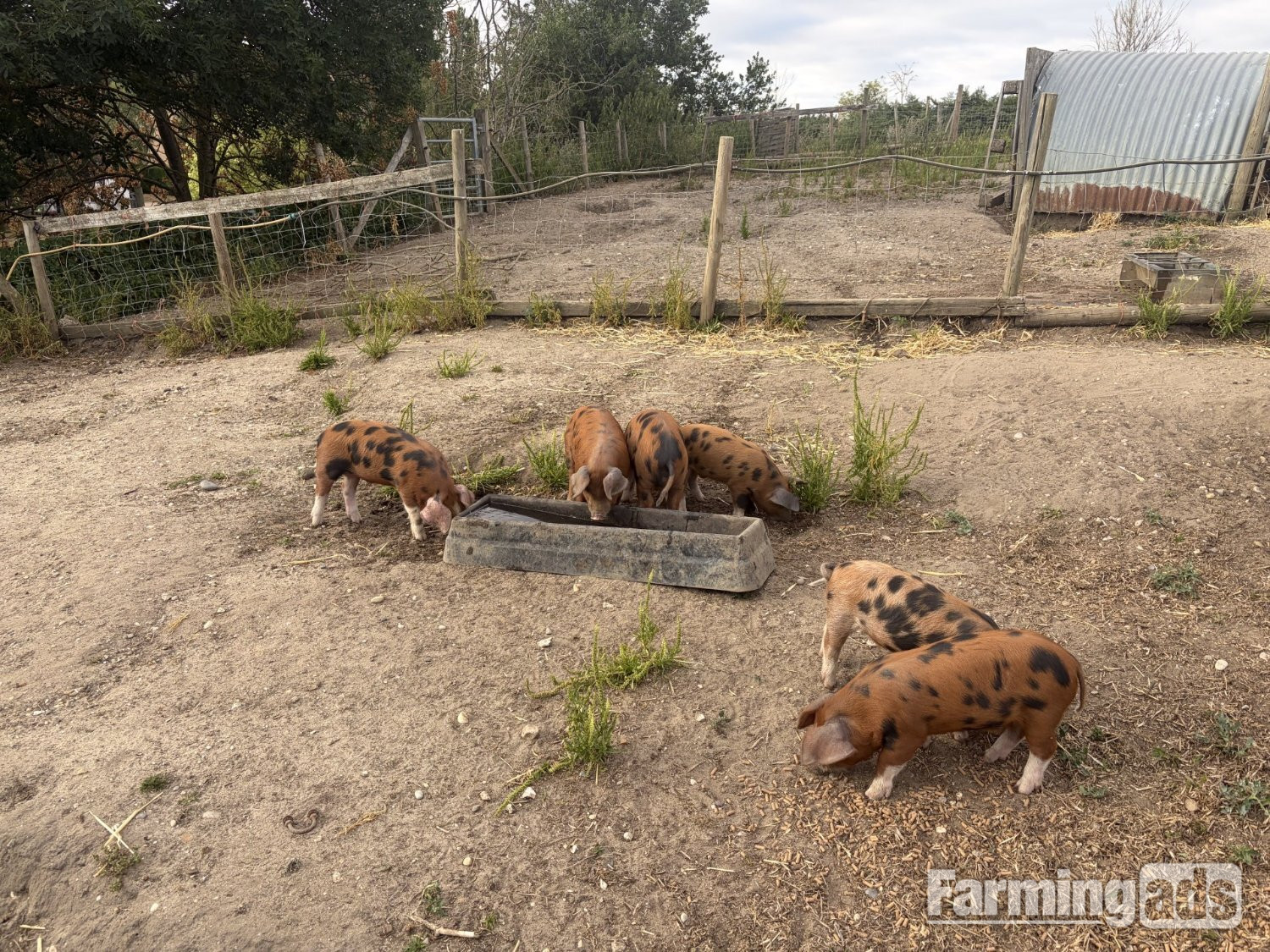 Lovely OSB weaners for sale - lovely temperament - 9 weeks old