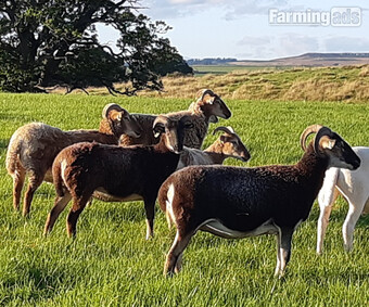 Wiltshire Horn cross sheep & Starter Flocks
