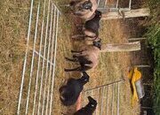 7 Shetland Wethers and Ram Lambs for sale 