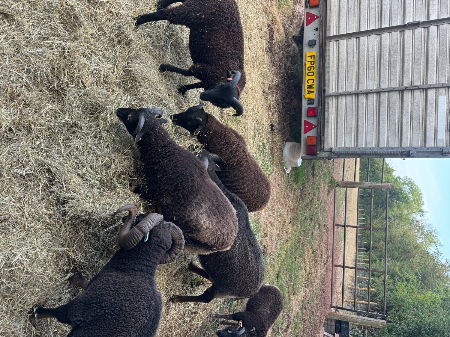  7 Shetland Wethers and Ram Lambs for sale 
