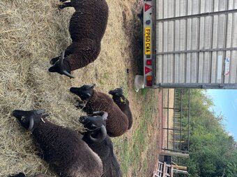 7 Shetland Wethers and Ram Lambs for sale 