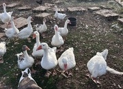 Ebden & Touloise Geese nr Brighton