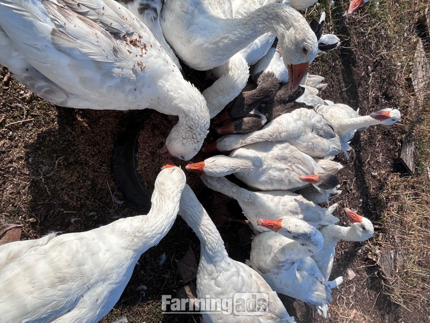 Ebden & Touloise Geese nr Brighton - {CATEGORY}