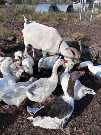 Ebden & Touloise Geese nr Brighton