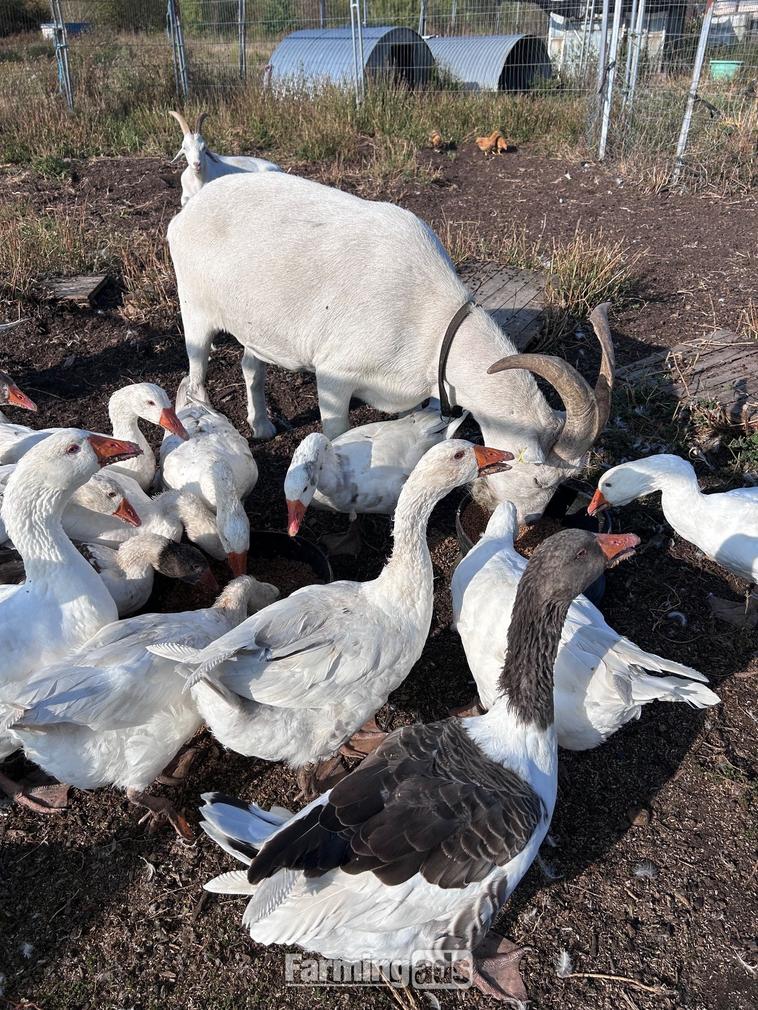 Ebden & Touloise Geese nr Brighton - {CATEGORY}