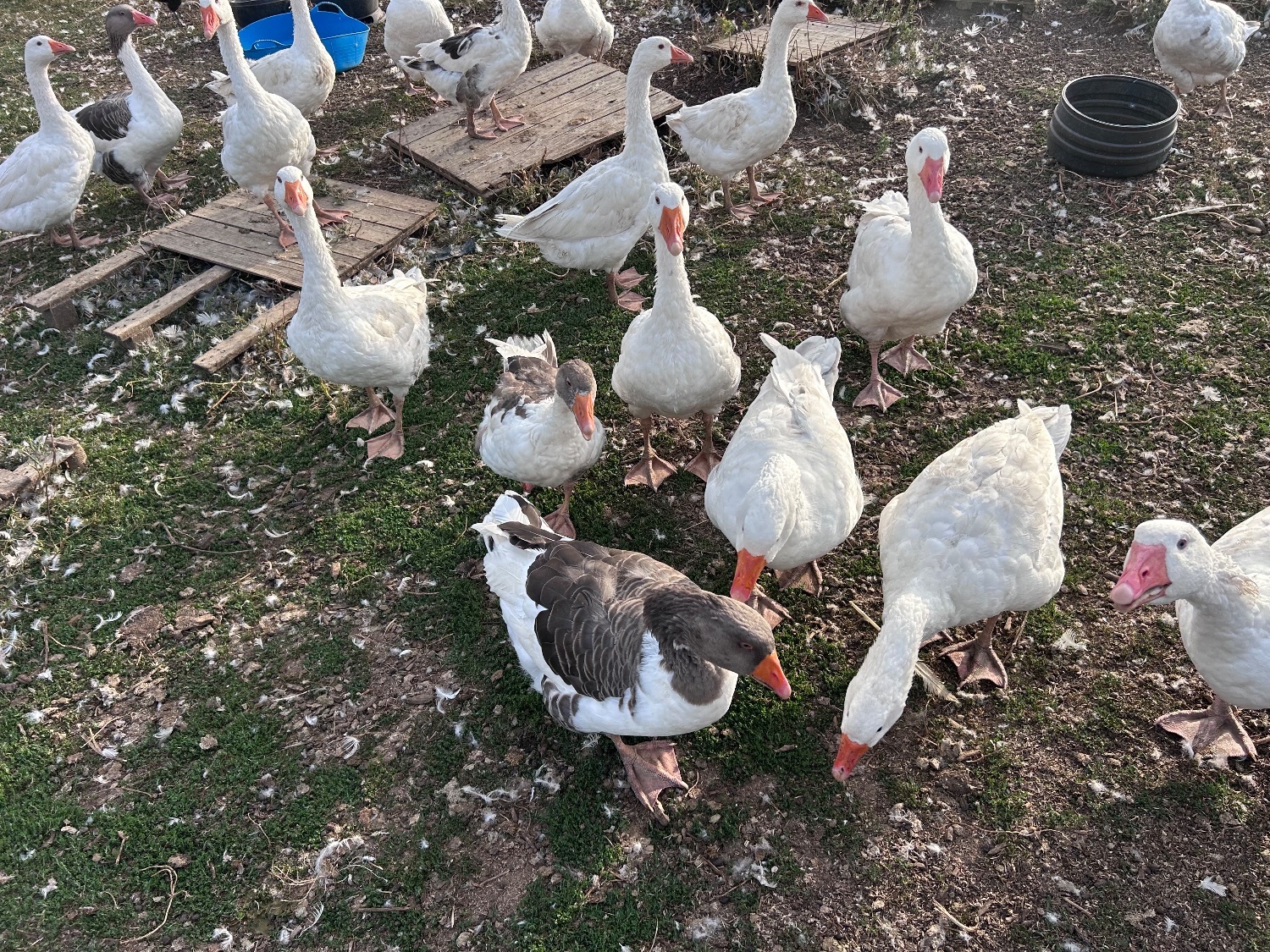 Ebden & Touloise Geese nr Brighton
