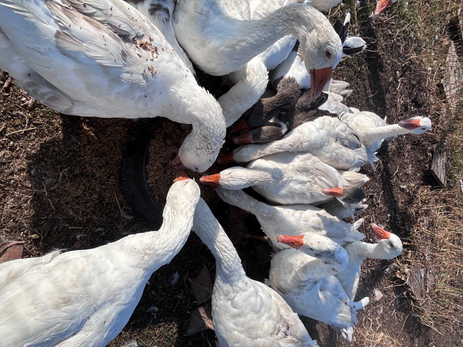 Ebden & Touloise Geese nr Brighton - {CATEGORY}
