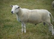 Lleyn SHEARLING RAM 