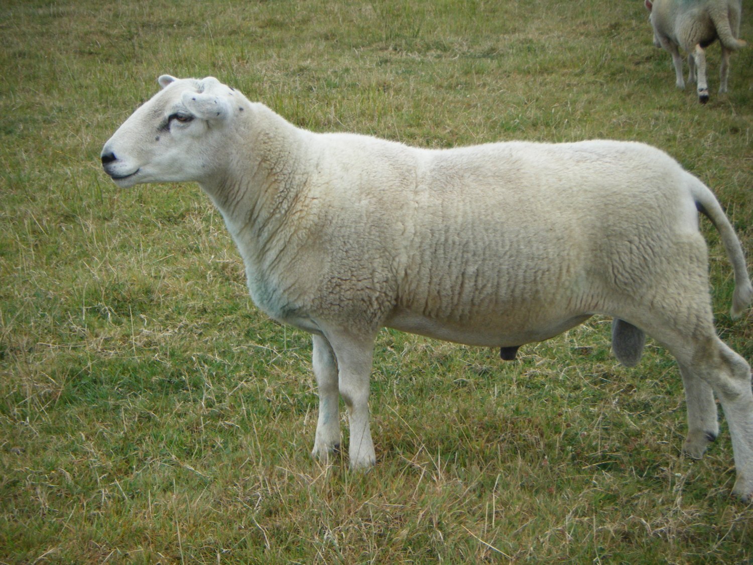 Lleyn SHEARLING RAM 