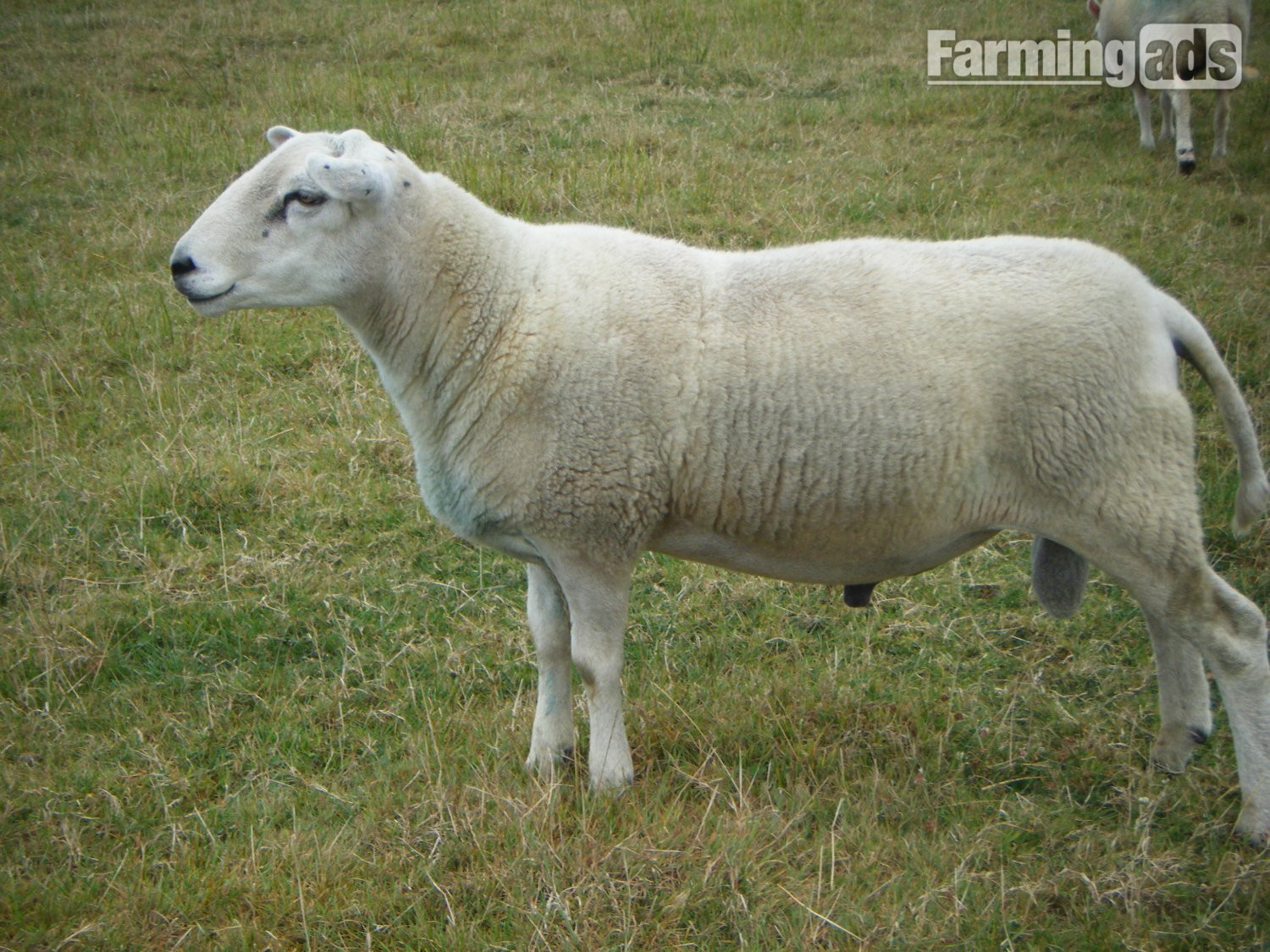 Lleyn SHEARLING RAM  - UNDER OFFER wef 13th Sept.