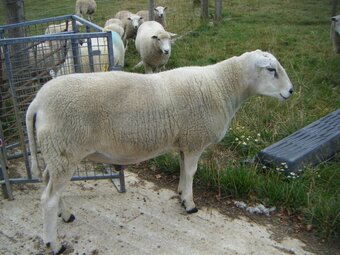 Lleyn SHEARLING RAM 