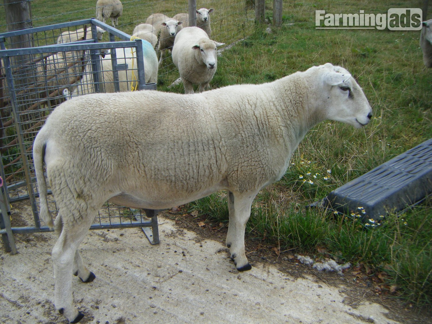  Lleyn SHEARLING RAM 