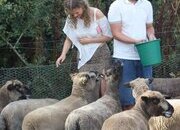 Coloured ryelands ewes and ewe lambs and shealing ram