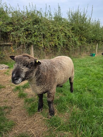 Coloured ryelands ewes and ewe lambs and shealing ram