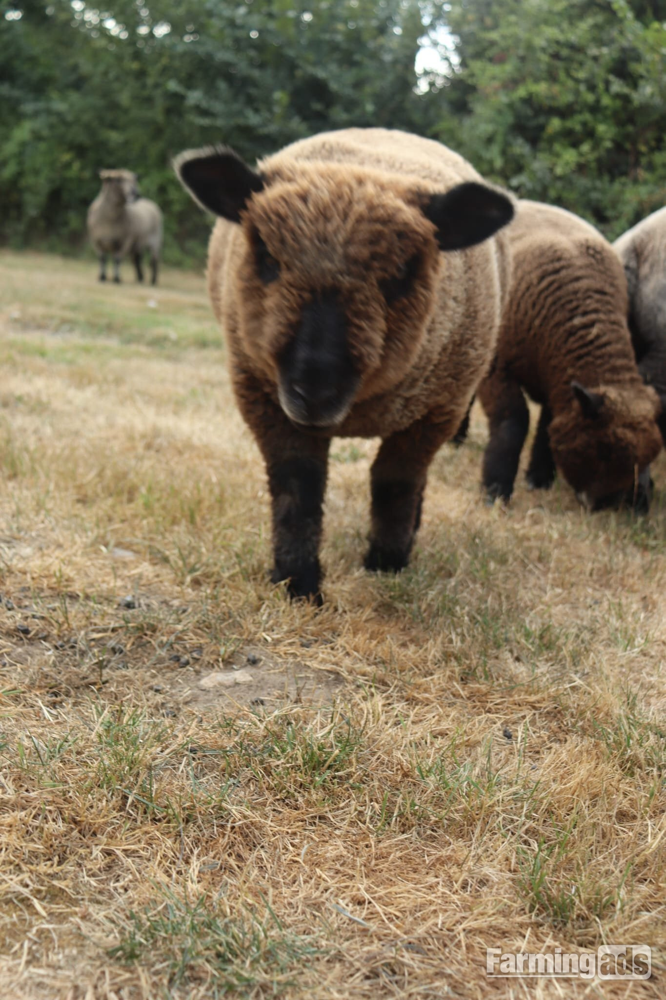 Coloured ryelands ewes and ewe lambs and shealing ram
