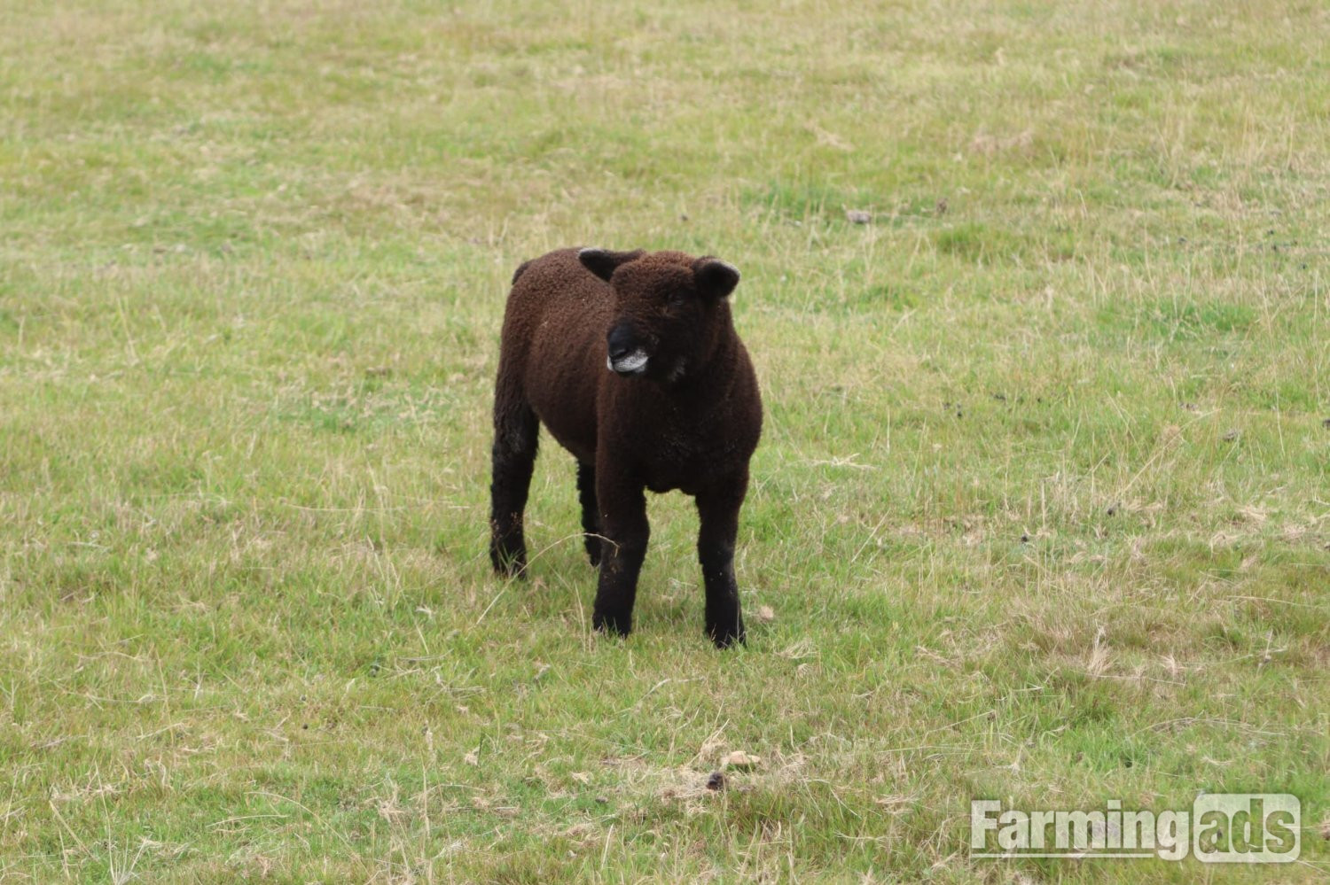Coloured ryelands ewes and ewe lambs and shealing ram - {CATEGORY}