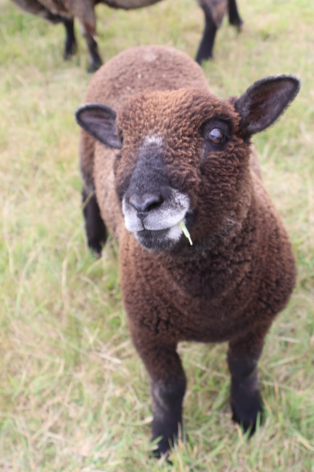  Coloured ryelands ewes and ewe lambs and shealing ram