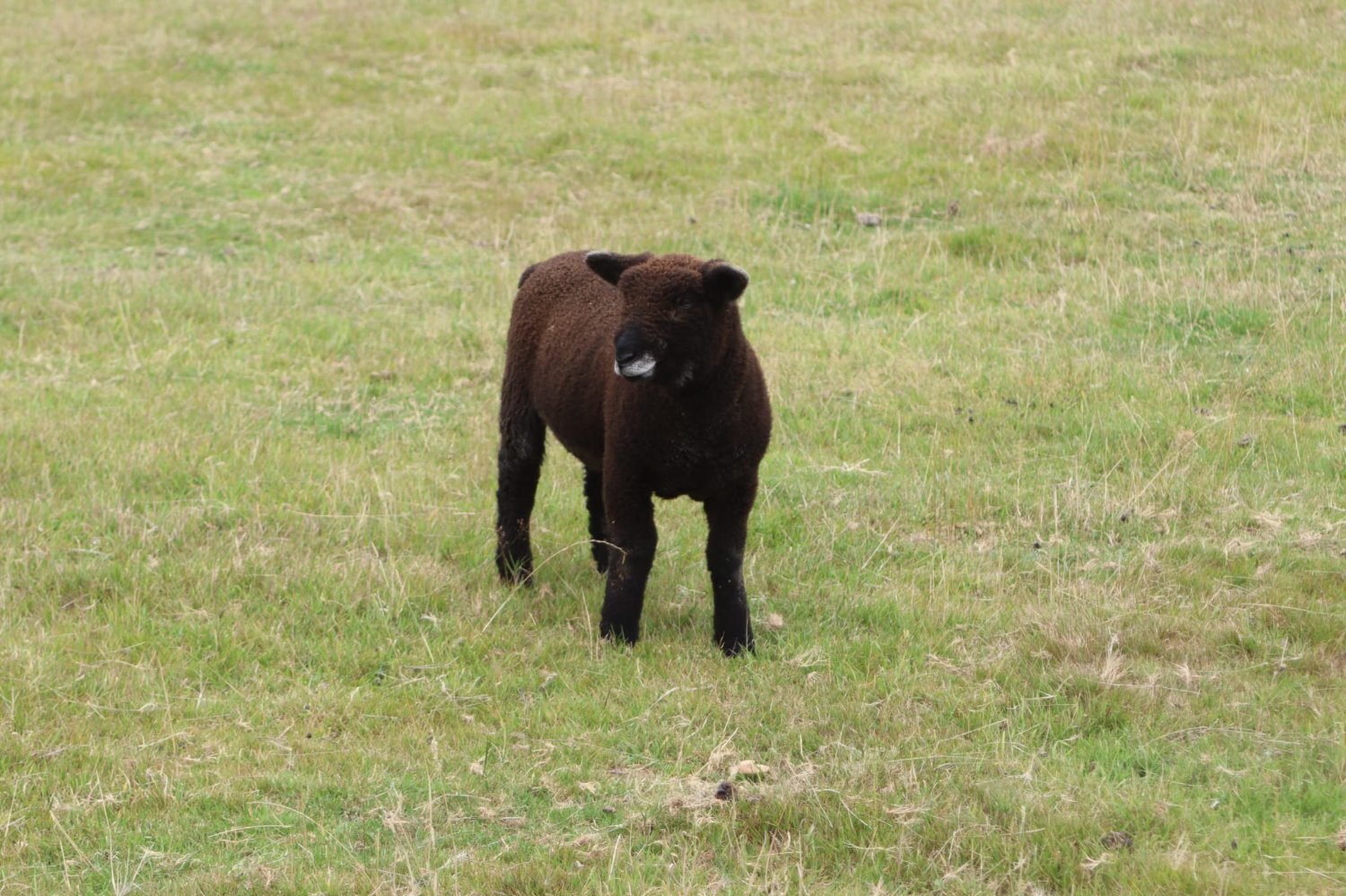 Coloured ryelands ewes and ewe lambs and shealing ram - {CATEGORY}