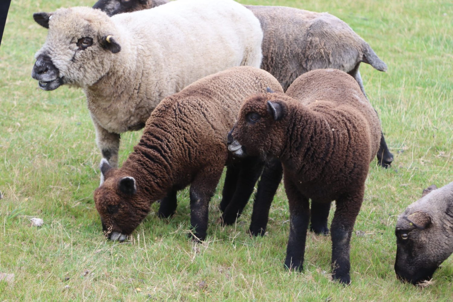 Coloured ryelands ewes and ewe lambs and shealing ram - {CATEGORY}