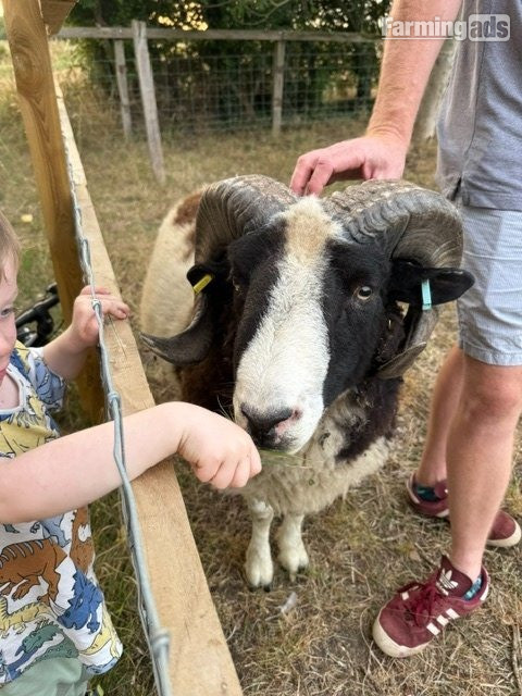 Proven Pedigree Jacob Ram 