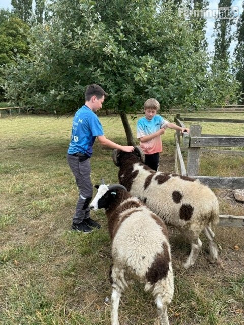 Proven Pedigree Jacob Ram 