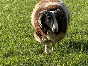 Proven Pedigree Jacob Ram 