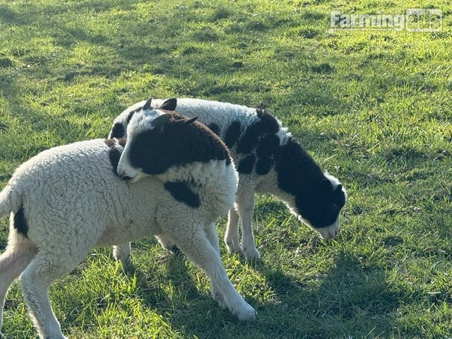  Proven Pedigree Jacob Ram 