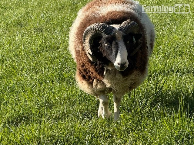 Proven Pedigree Jacob Ram  - {CATEGORY}