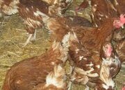 Rescued Chickens / Egg laying Hens £6 each 5 for £25