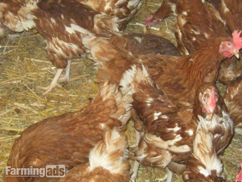 Rescued Chickens / Egg laying Hens £6 each 5 for £25