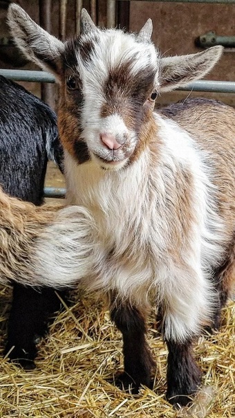 For Sale – West Barn Pygmy Goats