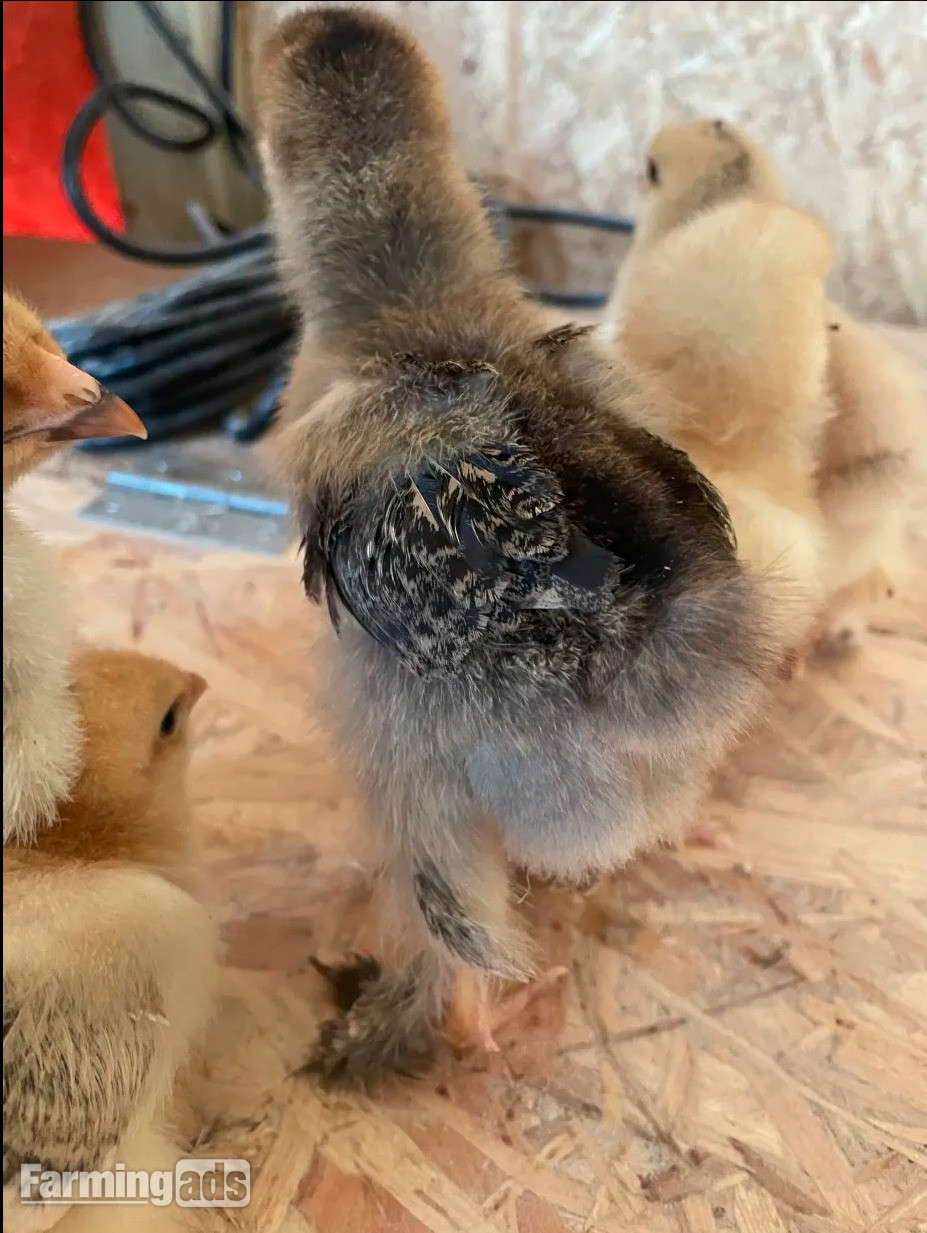  partridge brahma chicks