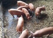 Tamworth weaners for sale