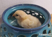 Newborn chicks for sale in London 