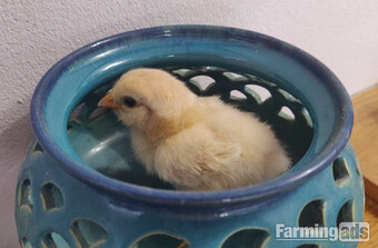 Newborn chicks for sale in London 
