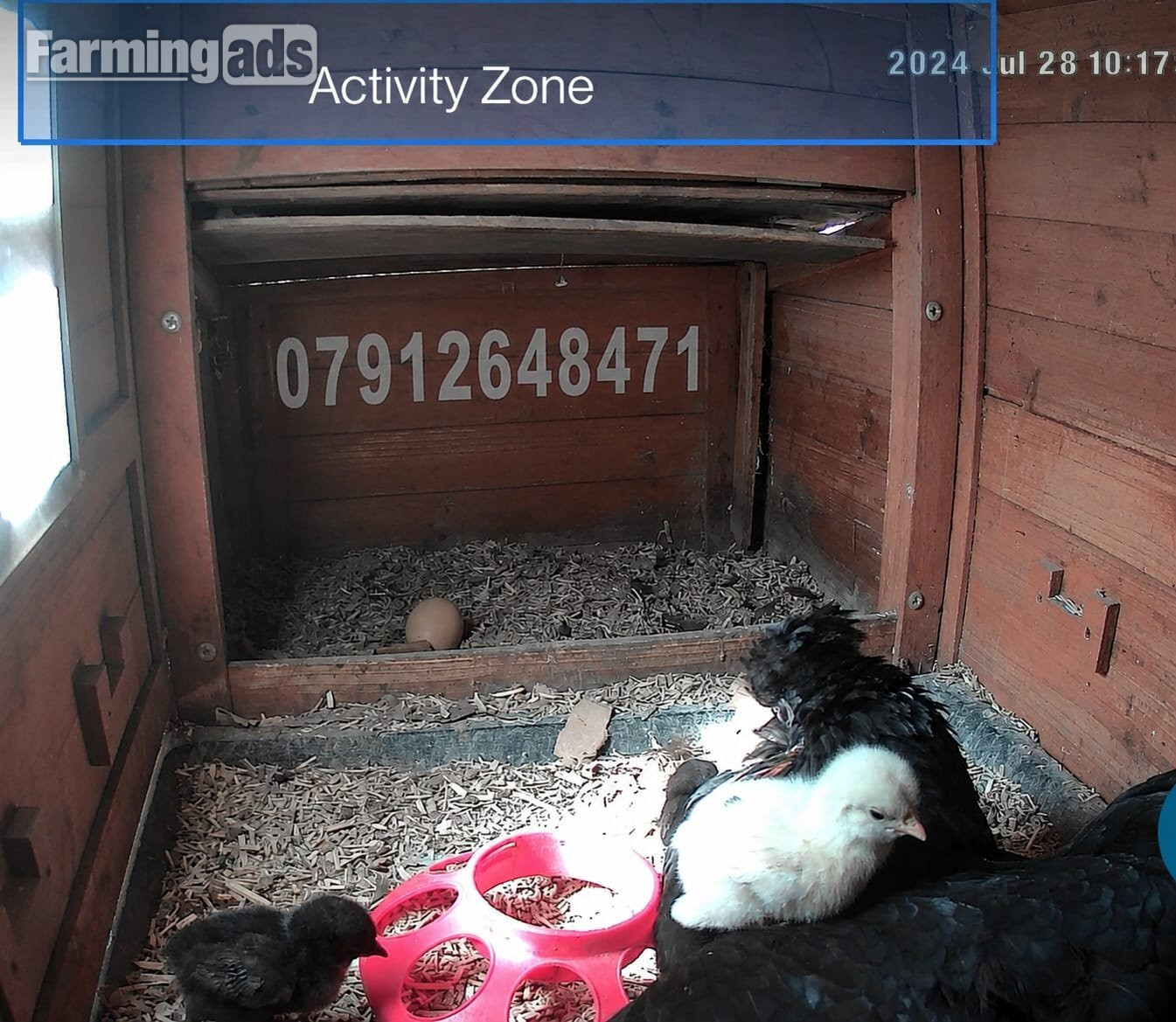 {CATEGORY} - Newborn chicks for sale in London 