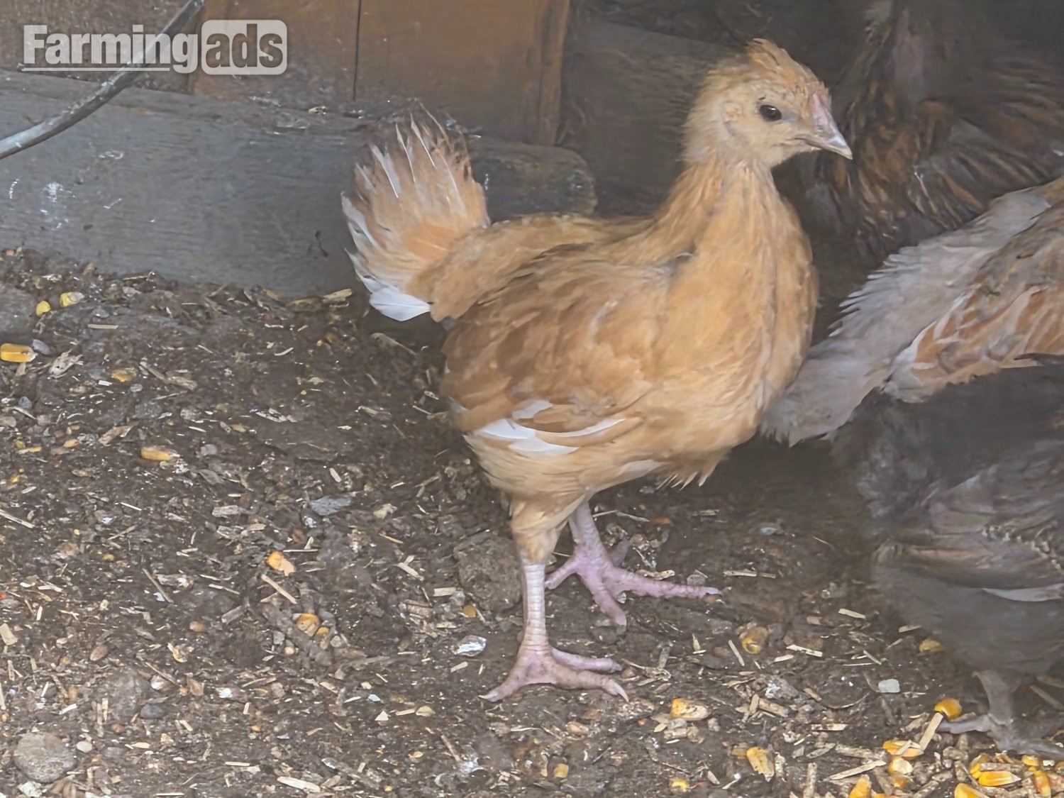 {CATEGORY} - Newborn chicks for sale in London 
