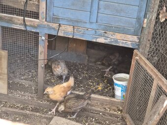 Newborn chicks for sale in London 