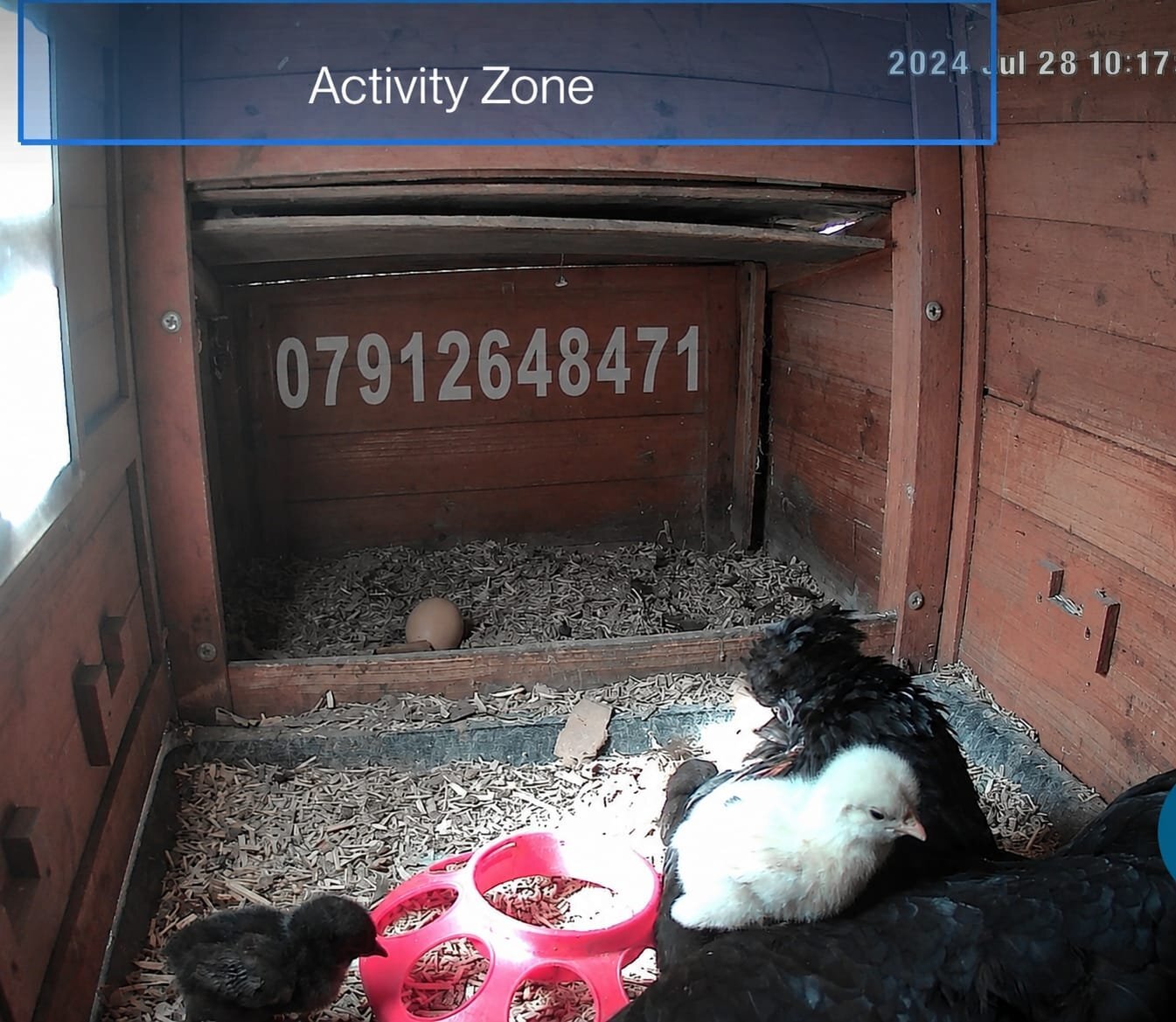 {CATEGORY} - Newborn chicks for sale in London 