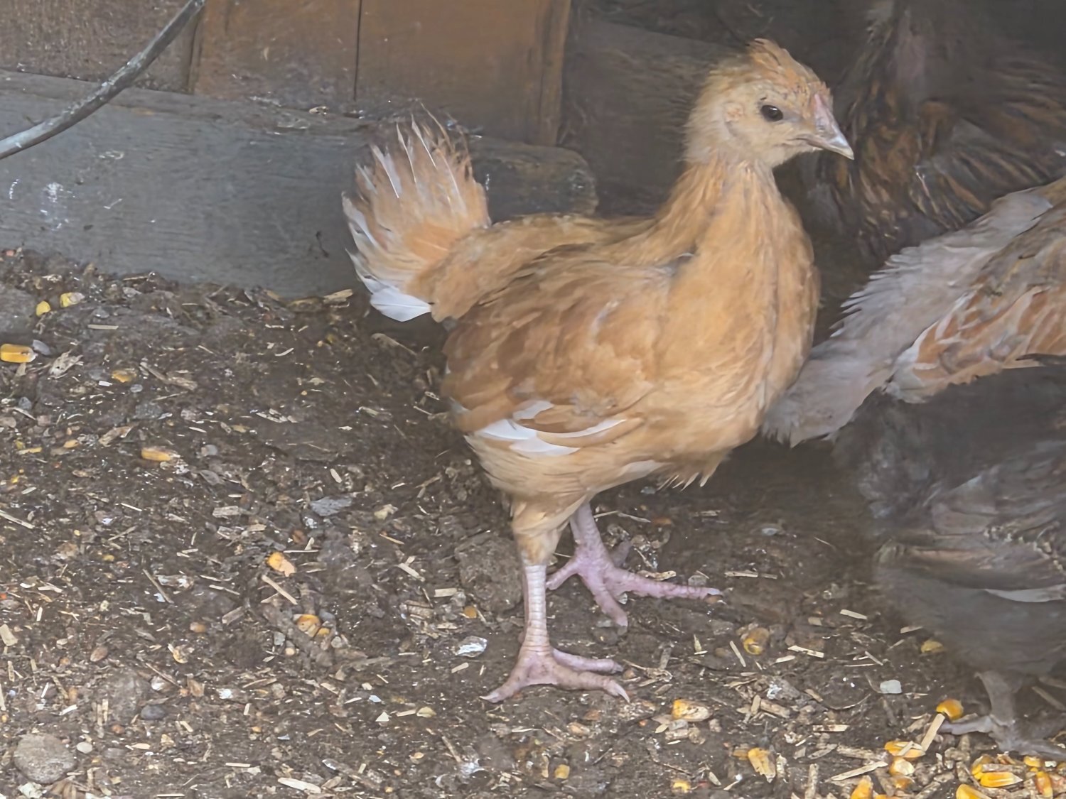 {CATEGORY} - Newborn chicks for sale in London 