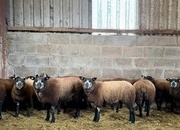 5 blue texel ewe lambs 