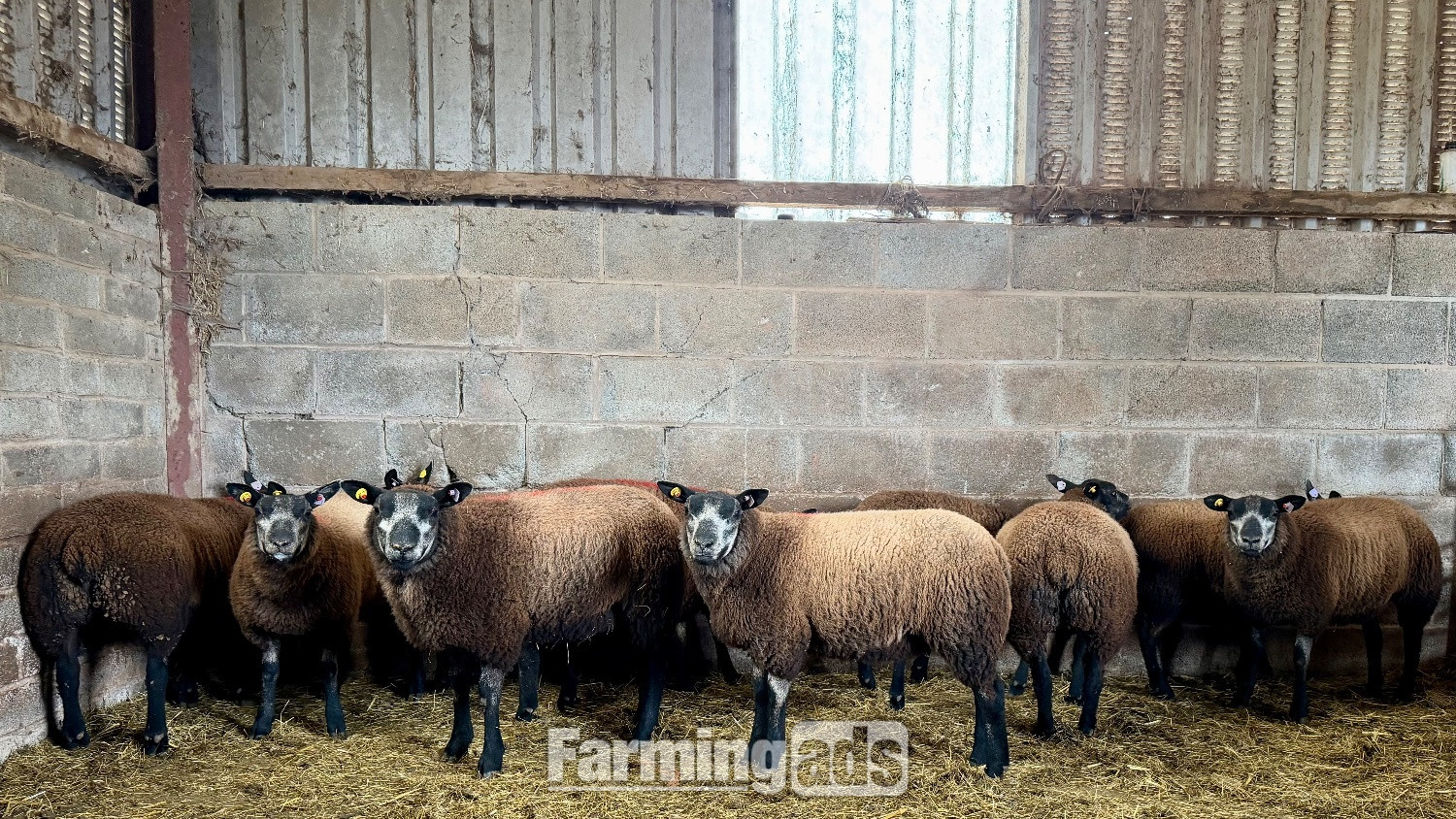 5 blue texel ewe lambs 