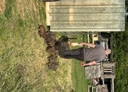 Juliana cross kune kune piglets 