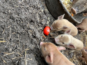 Juliana cross kune kune piglets 