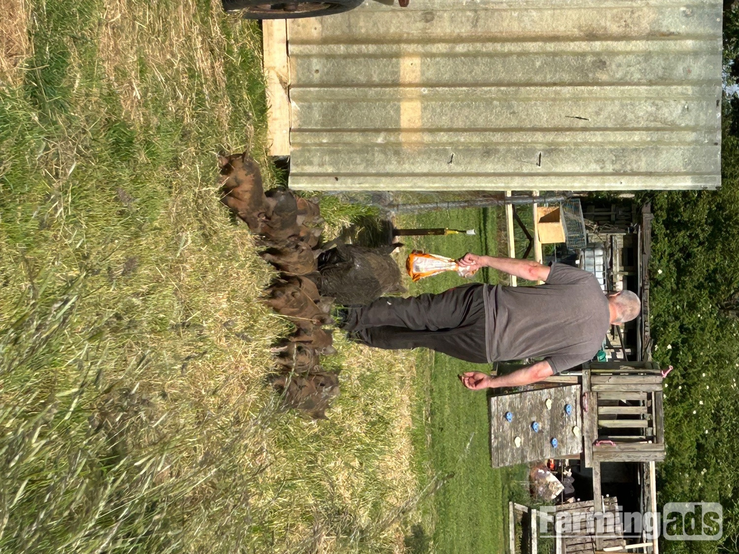 Juliana cross kune kune piglets 