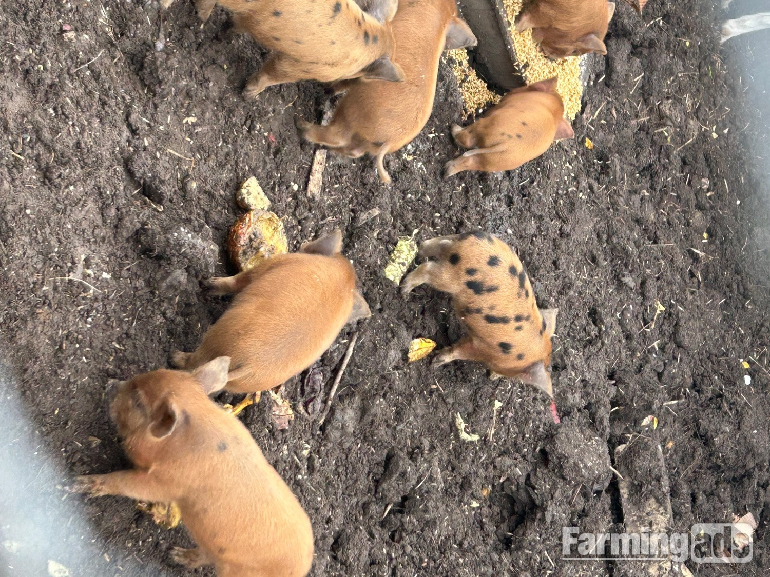  Juliana cross kune kune piglets 