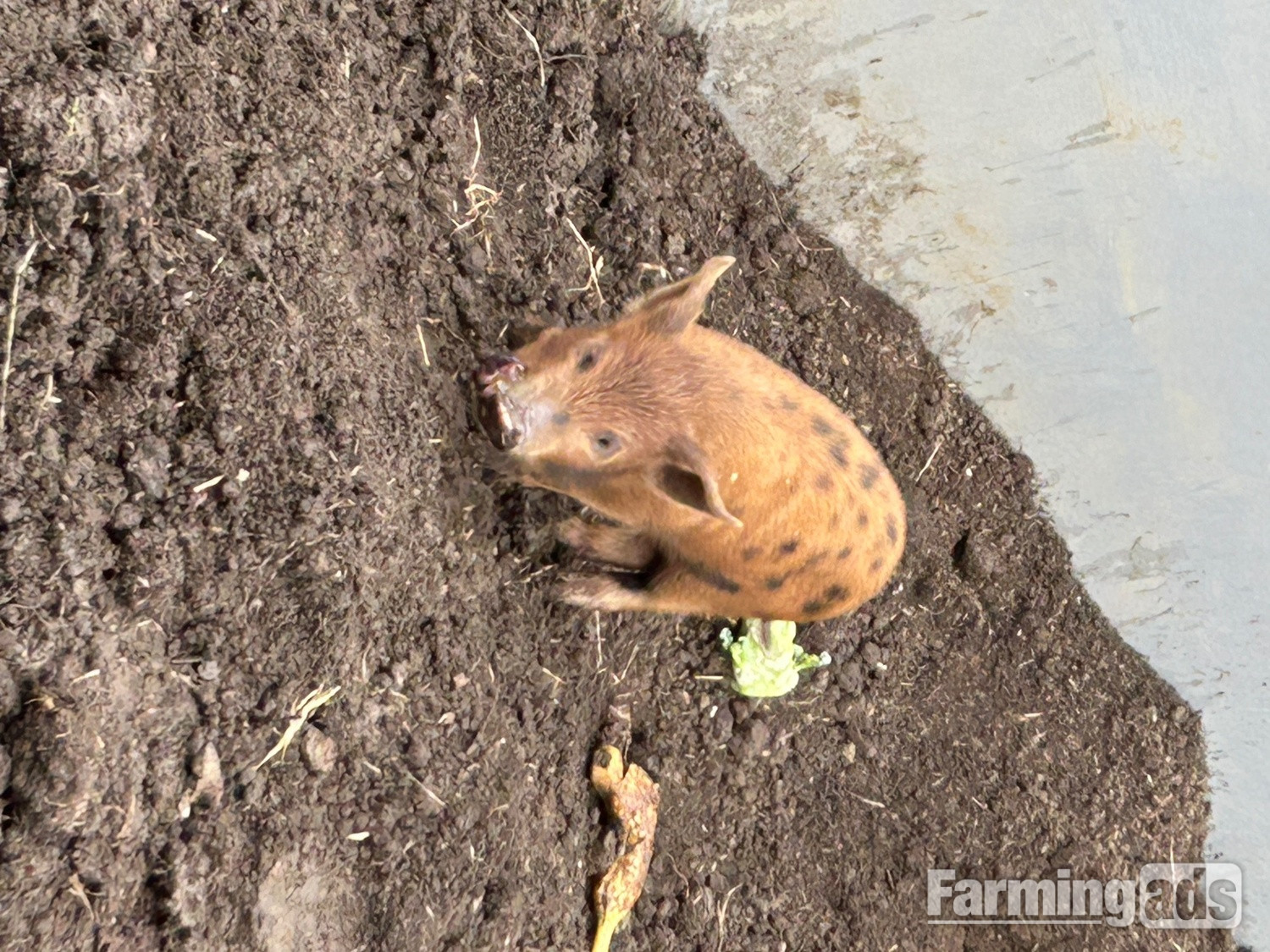 Juliana cross kune kune piglets  - {CATEGORY}