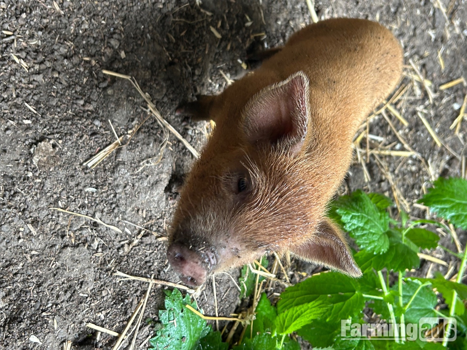 Juliana cross kune kune piglets  