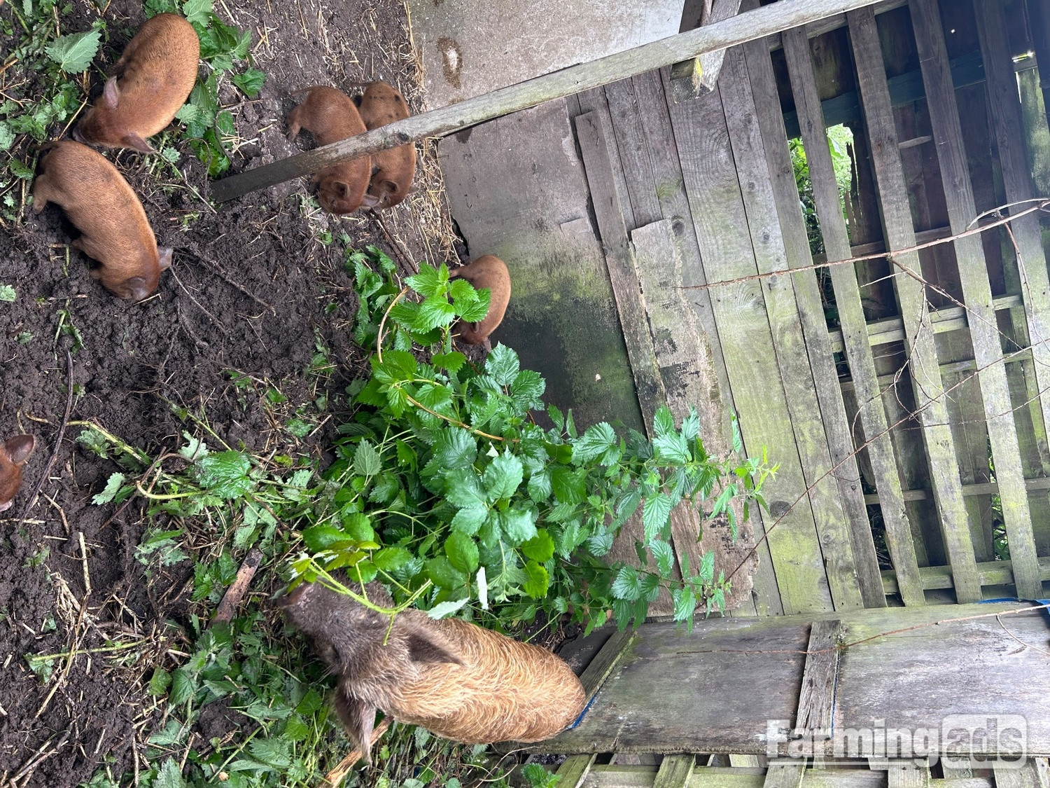 {CATEGORY} - Juliana cross kune kune piglets 